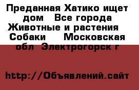 Преданная Хатико ищет дом - Все города Животные и растения » Собаки   . Московская обл.,Электрогорск г.